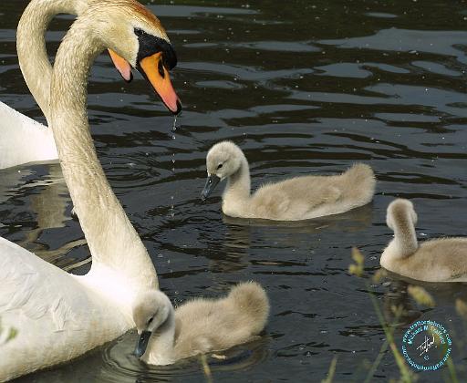 Mute Swan 9R054D-124.JPG